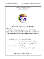 Điều tra thành phần bệnh hại và ảnh hưởng của một số yếu tố ngoại cảnh đến tỉ lệ bệnh gỉ sắt trên cây cà phê chè tại xã thôm mòn, huyện thuận châu, tỉnh sơn la 