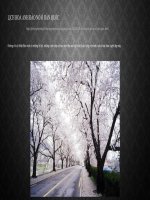 Lịch Hoa Anh Đào Nở ở Hàn Quốc