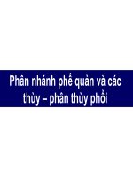 Phân nhánh phế quản và các thùy – phân thùy phổi