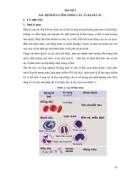 Bài giảng thực hành sinh lý động thực vật  phần 2   TS  nguyễn hoài hương, KS  phạm minh nhựt