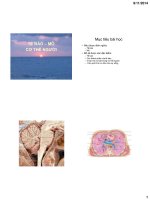 Bài giảng tế bào   mô cơ thể người   lê hồng thịnh