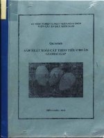 Qui trình sản xuất xoài cát theo tiêu chuẩn GLOBALGAP 