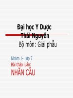 Nhóm 1- Lớp 7Bài thảo luận:NHÃN CẦU