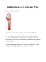 Giải phẫu mạch máu chi trên