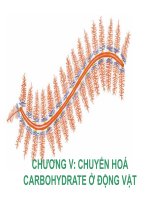 chuyển hóa CARBOHYDRATE ở động vật