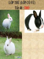 Giáo án sinh học lớp 7 bài thỏ tham khảo  