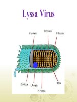 bài tìm hiểu về Lyssa virus