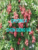 bài giảng chọn giống vải
