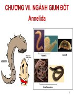 bài giảng ngành giun đốt