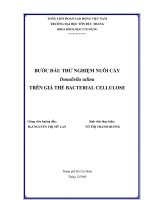 Bước Đầu Thử Nghiệm Nuôi Cấy Dunaliella Salina Trên Giá Thể Bacterial Cellulose
