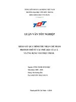 Khảo Sát Quá Trình Thu Nhận Chế Phẩm Protein Thô Từ Các Phế Liệu Của Cá Và Ứng Dụng Vào Thực Phẩm