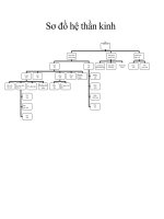 Sơ đồ hệ thần kinh con nguoi