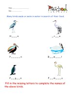 animal flash card  english for kids