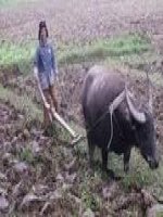 khám phá về Bác nông dân