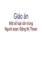 mot so loai con trung