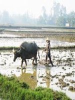 Giáo án khám phá nghề nón