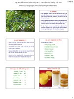 Bài giảng chọn giống cây trồng dài ngày   chương 2  chọn giống xoài