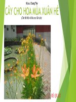 Cây trang trí cho hoa mùa xuân hè