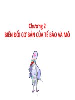 Biến Đổi Cơ Bản Của Tế Bào Và Mô Chăn Nuôi Thú Y