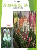 Cây trang trí cho hoa mùa đông xuân