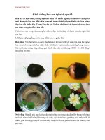 Cách trồng hoa sen tại nhà cực dễ