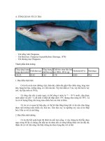 Quy trình sản xuất khô cá tra tẩm gia vị ăn liền 