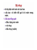 Bài giảng thực vật dược bầu noãn 