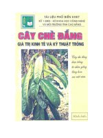 Ebook cây chè đắng   giá trị kinh tế và kỹ thuật trồng  phần 1