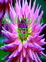 Thực hành tin học lớp 9