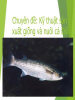 Chuyên đề kỹ thuật sản xuất giống và nuôi cá đối 