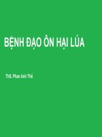 ThS. Phan Anh Thế: Bệnh đạo ôn hại lúa