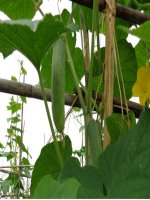 ThS.Phan Anh Thế: Bài giảng kỹ thuật trồng và chăm sóc dưa chuột