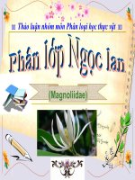 Phân Lớp Ngọc Lan Và Các Họ, Bộ
