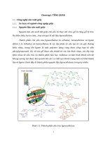 Tổng quan luận văn ứng dụng enzyme trong sản xuất bột giấy
