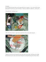 Nghiên cứu đặc điểm sinh học của cây Thông Pà Cò tại Khu bảo tồn loài Thiên Nhiên Phia OắcPhia Đén Huyện Nguyên Bình Tỉnh Cao Bằng