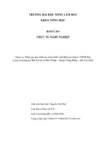 Tham gia quy trình sản xuất chuối xuất khẩu tại công ty TNHH huy long an trang trại bời lời tại xã đôn thuận – huyện trảng bàng – tỉnh tây ninh