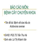 Báo cáo môn bệnh vết dưa hấu do acidovorax avenae