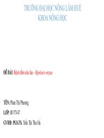 Bài báo cáo bệnh cây chuyên khoa bệnh đốm nâu lúa – bipolaris oryzae