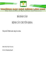 Bài báo cáo bệnh cây chuyên khoa bệnh xoăn vàng lá cà chua