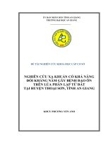 NGHIÊN CỨU XẠ KHUẨN CÓ KHẢ NĂNG ĐỐI KHÁNG NẤM GÂY BỆNH ĐẠO ÔN TRÊN LÚA PHÂN LẬP TỪ ĐẤT TẠI HUYỆN THOẠI SƠN TỈNH AN GIANG