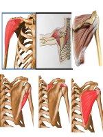 hình ảnh giải phẩu cơ thân mình