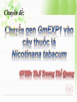 Chuyển gen GmEXP1 vào cây thuốc lá  Nicotinana tabacum