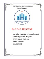 Kỹ thuật trồng nấm bào ngư xám