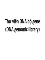 Bài giảng công nghệ di truyền   chương 4 thư viện DNA bộ gene (DNA genomic library)