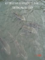 Bài giảng kỹ thuật sản xuất giống và nuôi thương phẩm cá bớp