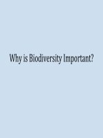 Bài giảng why is biodiversity important