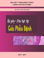 Y SAU ĐẠI HỌC SÁCH THỰC TẬP GIẢI PHẪU BỆNH 2016