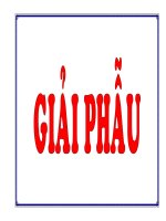 GIẢI PHẪU CƠ THỂ NGƯỜI