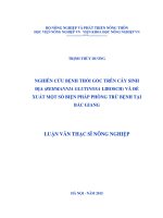 nghiên cứu bệnh thối gốc trên cây sinh địa (rehmannia glutinosa libosch) và đề xuất một số biện pháp phòng trừ bệnh tại bắc giang 
