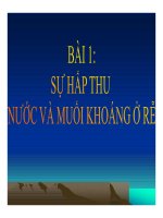 Sự hấp thu nước và muối khoáng ở rễ